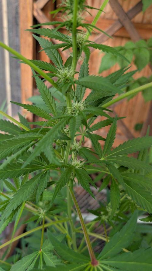 The White Sweet Candy OG One x Outdoor. Week 20