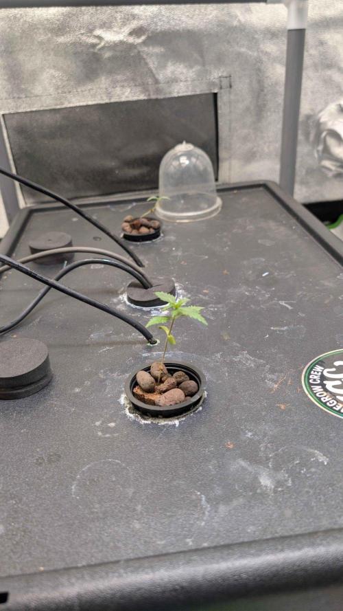Grow Tent MyHomeGrow 100x100x200. Week 1