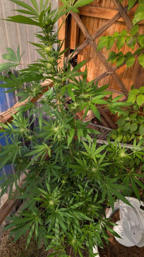 The White Sweet Candy OG One x Outdoor. Week 21