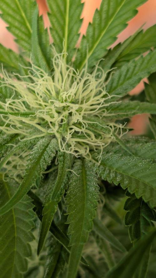 The White Sweet Candy OG One x Outdoor. Week 21