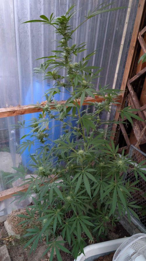 The White Sweet Candy OG One x Outdoor. Week 22