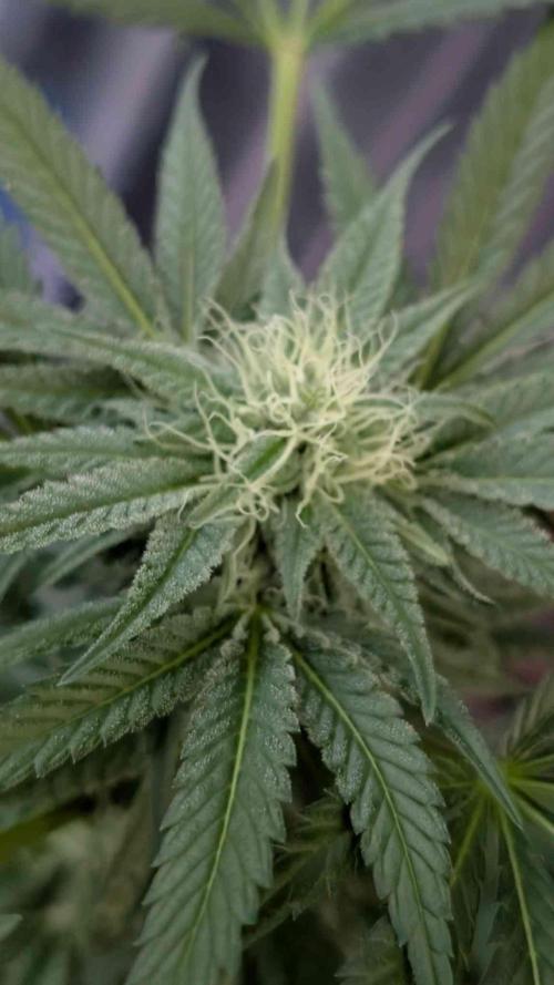 The White Sweet Candy OG One x Outdoor. Week 22