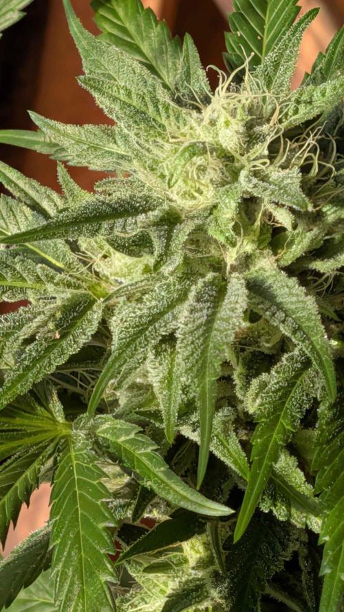 The White Sweet Candy OG One x Outdoor. Week 25