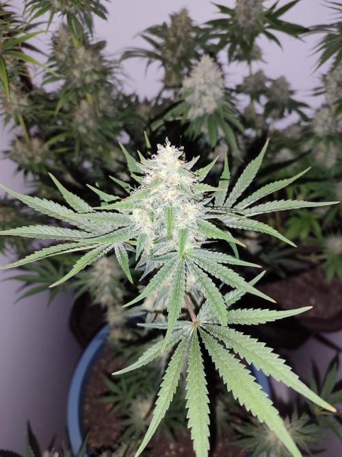 2024 3in1. Week 11 - Green Devil
lights off