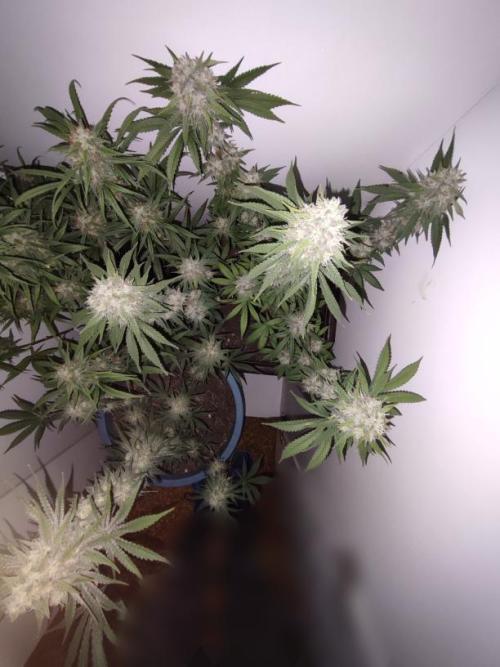 2024 3in1. Week 11 - Purple punch 
lights off