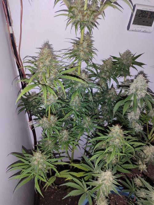 2024 3in1. Week 11 - Gorilla glue
lights off