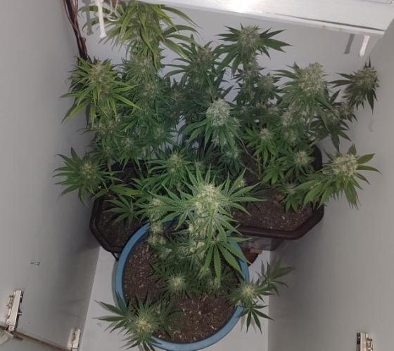 2024 3in1. Week 11 - lights off