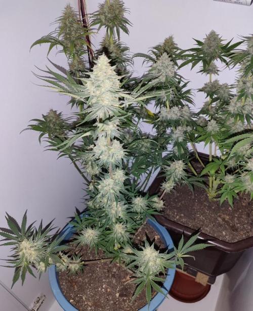 2024 3in1. Week 11 - lights off