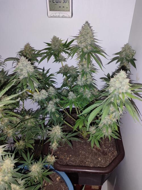 2024 3in1. Week 11 - lights off