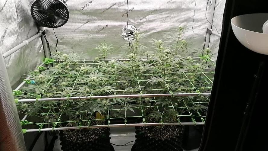 Vanilla Frosting Scrog