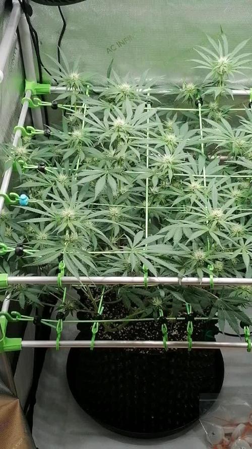 Vanilla Frosting Scrog