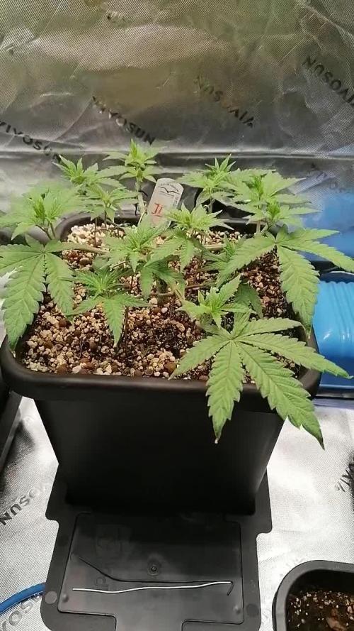 (Dutch Passion Contest) Orange Bud 2.0