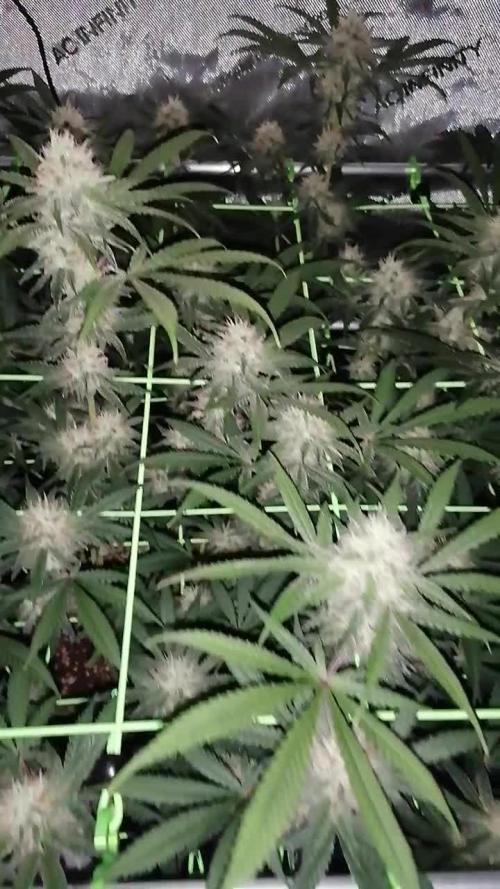 Vanilla Frosting Scrog