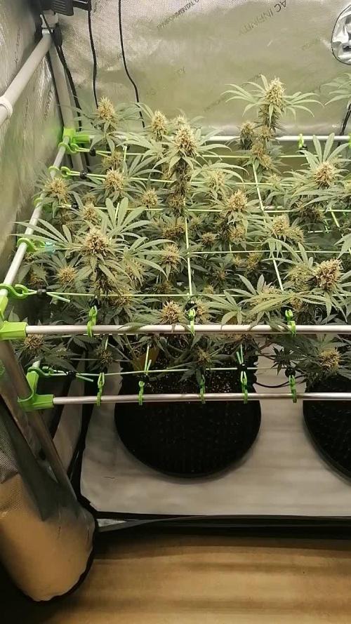 Vanilla Frosting Scrog