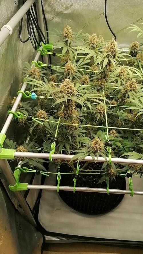 Vanilla Frosting Scrog