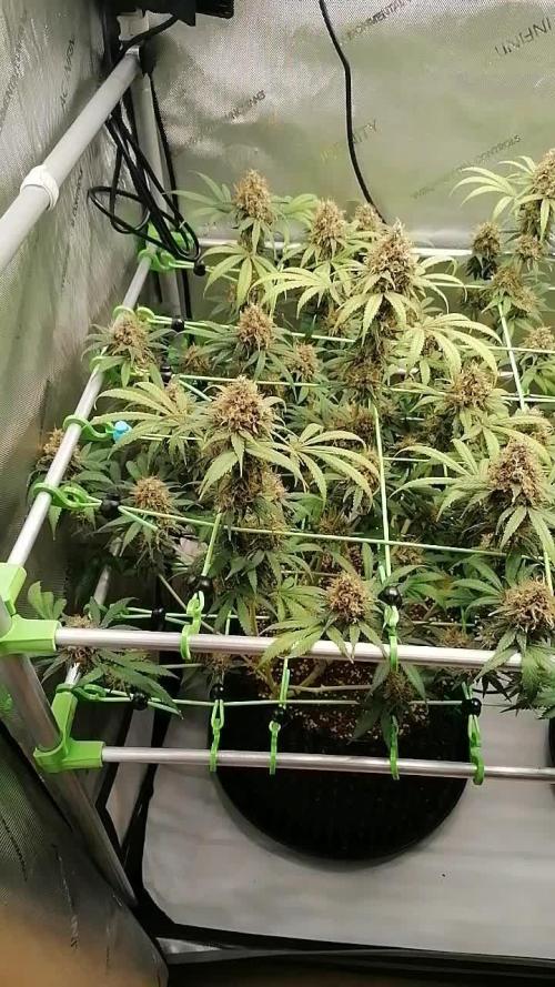 Vanilla Frosting Scrog