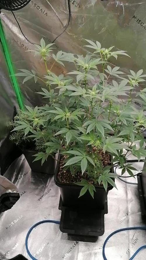 (Dutch Passion Contest) Orange Bud 2.0