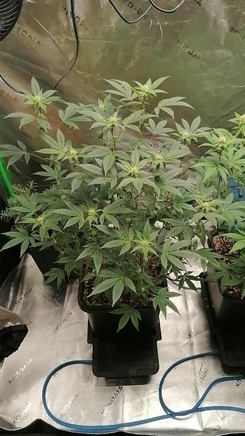 (Dutch Passion Contest) Orange Bud 2.0