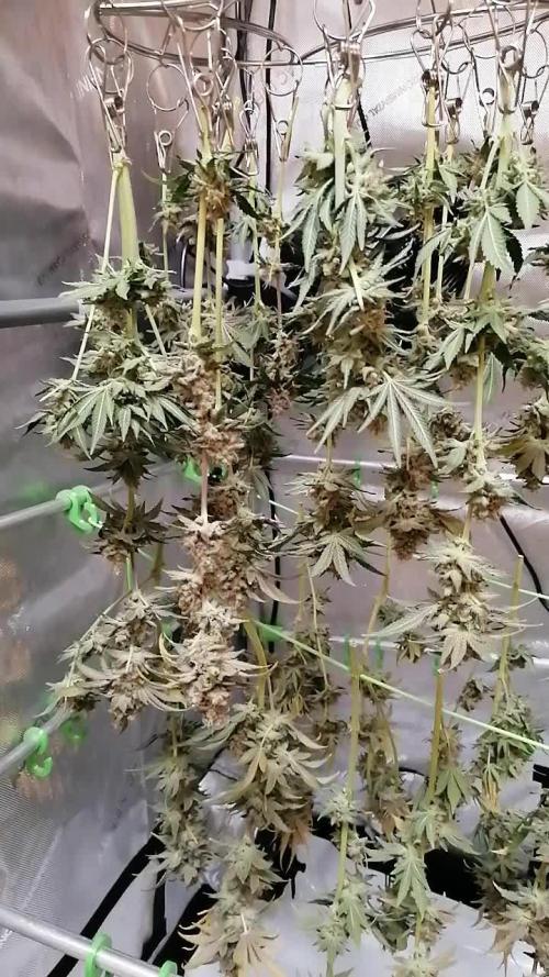 Vanilla Frosting Scrog