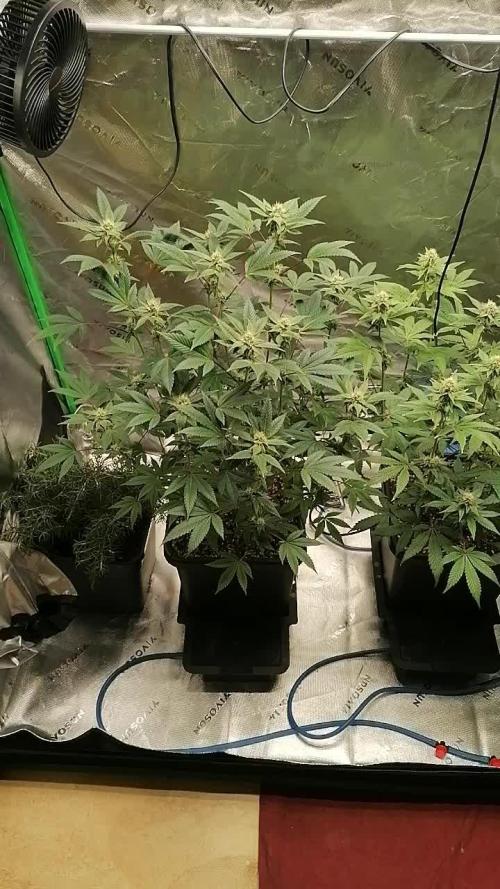 (Dutch Passion Contest) Orange Bud 2.0