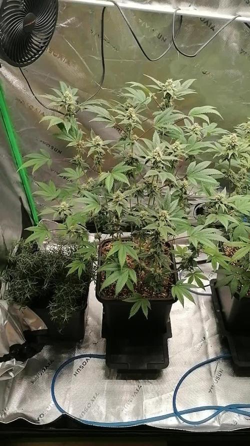 (Dutch Passion Contest) Orange Bud 2.0