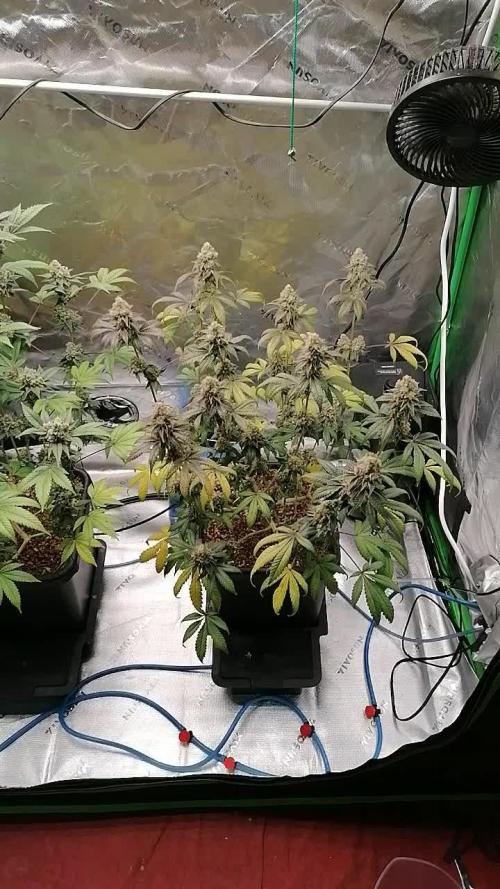 (Dutch Passion Contest) Orange Bud 2.0