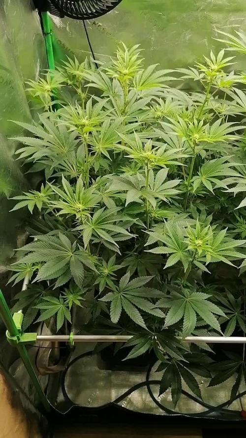 Nectar Drip (Zamnesia&TICAL)