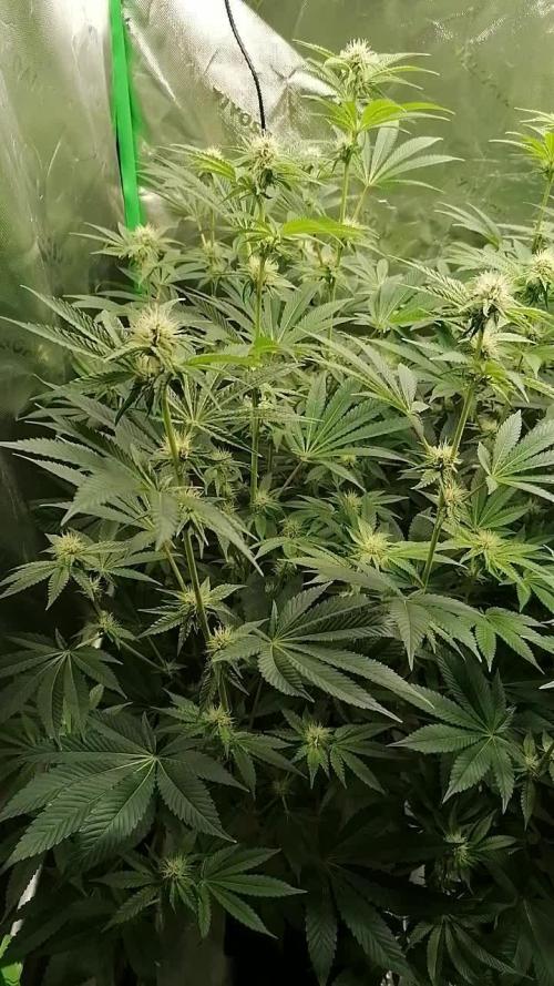 Nectar Drip (Zamnesia&TICAL)