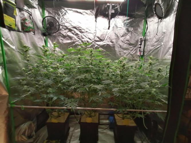 Nectar Drip (Zamnesia&TICAL). Week 10 - Tag25 Blüte