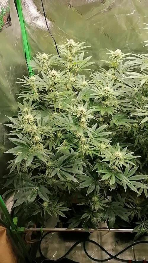 Nectar Drip (Zamnesia&TICAL)