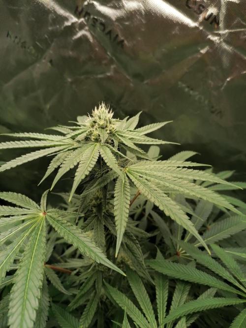 Nectar Drip (Zamnesia&TICAL). Week 11