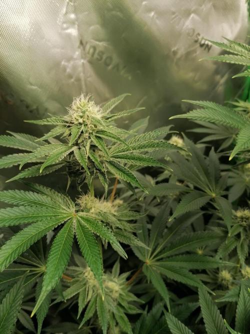 Nectar Drip (Zamnesia&TICAL). Week 11