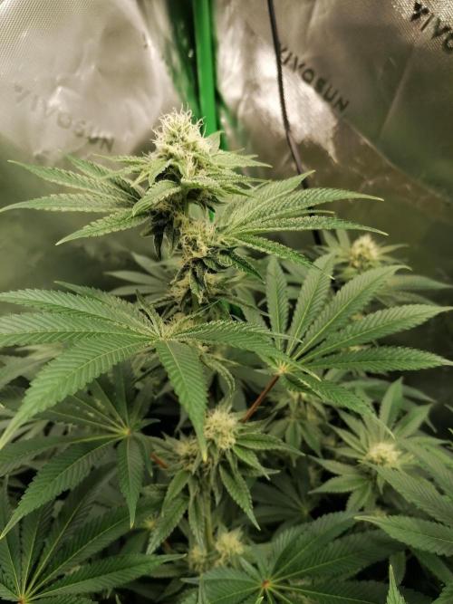 Nectar Drip (Zamnesia&TICAL). Week 11