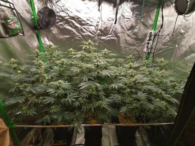 Nectar Drip (Zamnesia&TICAL). Week 11