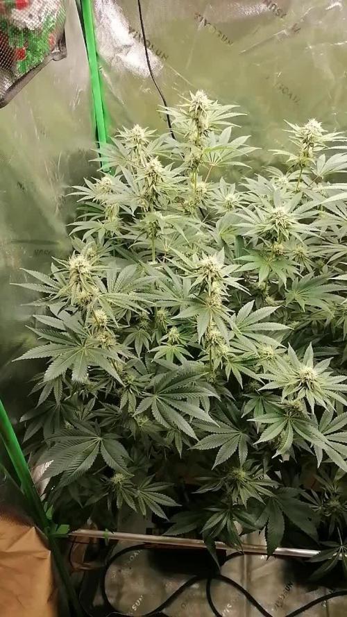 Nectar Drip (Zamnesia&TICAL)