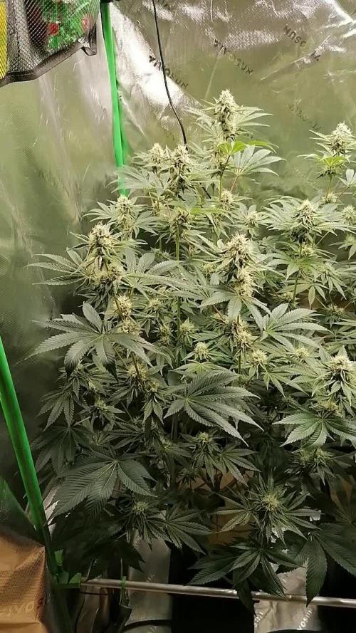 Nectar Drip (Zamnesia&TICAL)