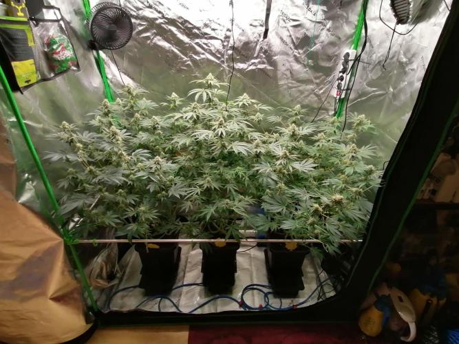 Nectar Drip (Zamnesia&TICAL). Week 12