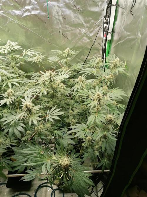 Nectar Drip (Zamnesia&TICAL). Week 12