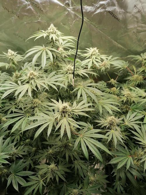 Nectar Drip (Zamnesia&TICAL). Week 12