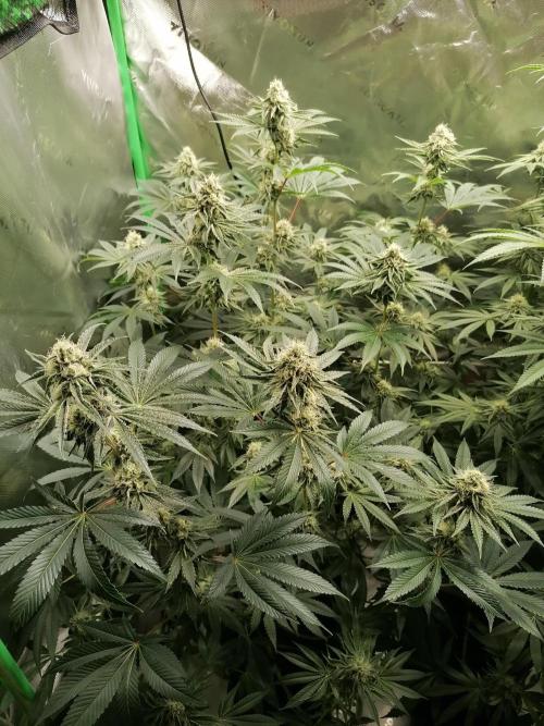 Nectar Drip (Zamnesia&TICAL). Week 12