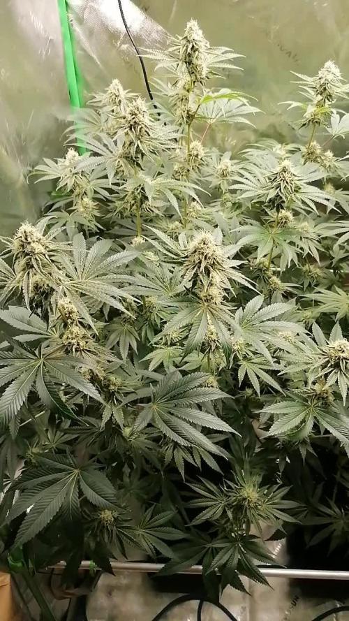 Nectar Drip (Zamnesia&TICAL)