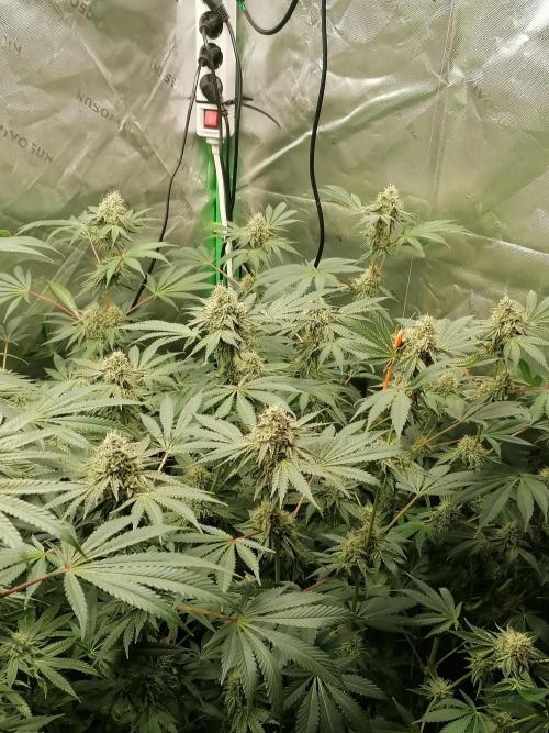 Nectar Drip (Zamnesia&TICAL). Week 12 - Blütetag 39
Rechts