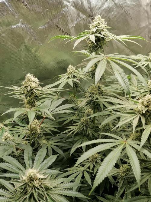 Nectar Drip (Zamnesia&TICAL). Week 12 - Blütetag 39
Mitte