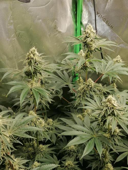 Nectar Drip (Zamnesia&TICAL). Week 12 - Blütetag 39
Links