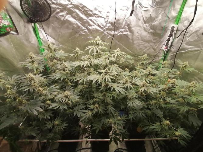 Nectar Drip (Zamnesia&TICAL). Week 12 - Blütetag 39