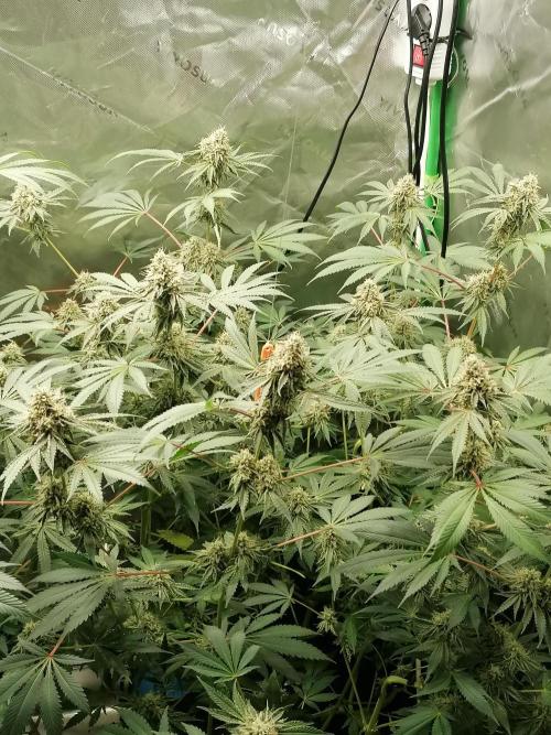 Nectar Drip (Zamnesia&TICAL). Week 13 - Rechts