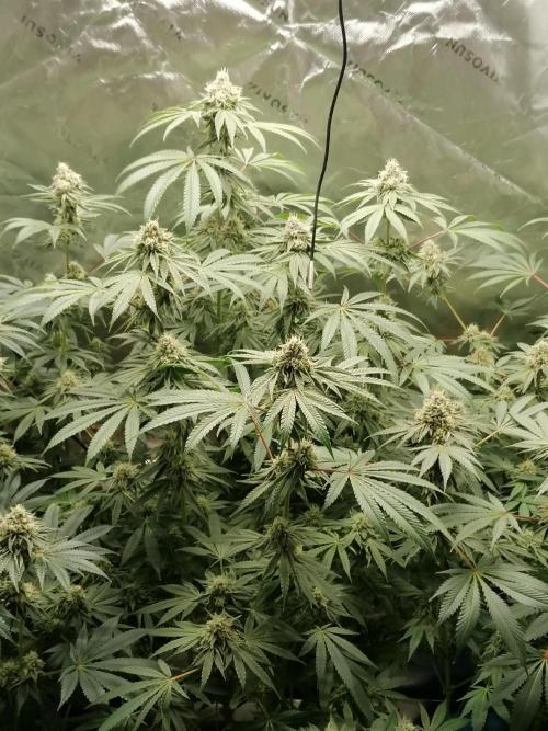 Nectar Drip (Zamnesia&TICAL). Week 13 - Mitte