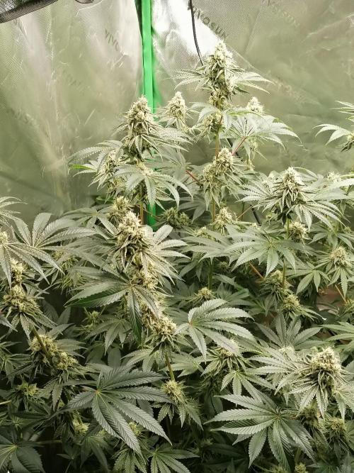 Nectar Drip (Zamnesia&TICAL). Week 13 - Links