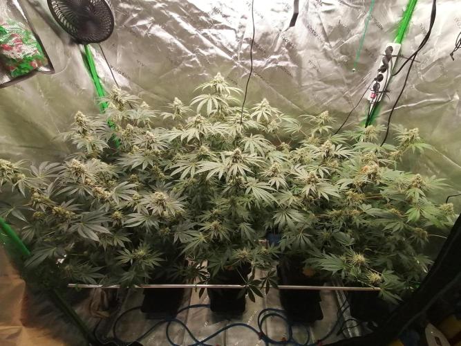 Nectar Drip (Zamnesia&TICAL). Week 13