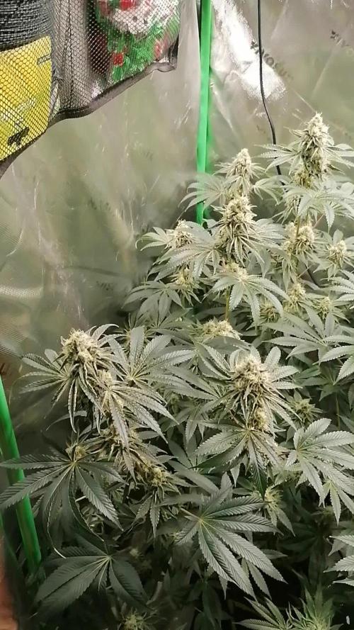 Nectar Drip (Zamnesia&TICAL)